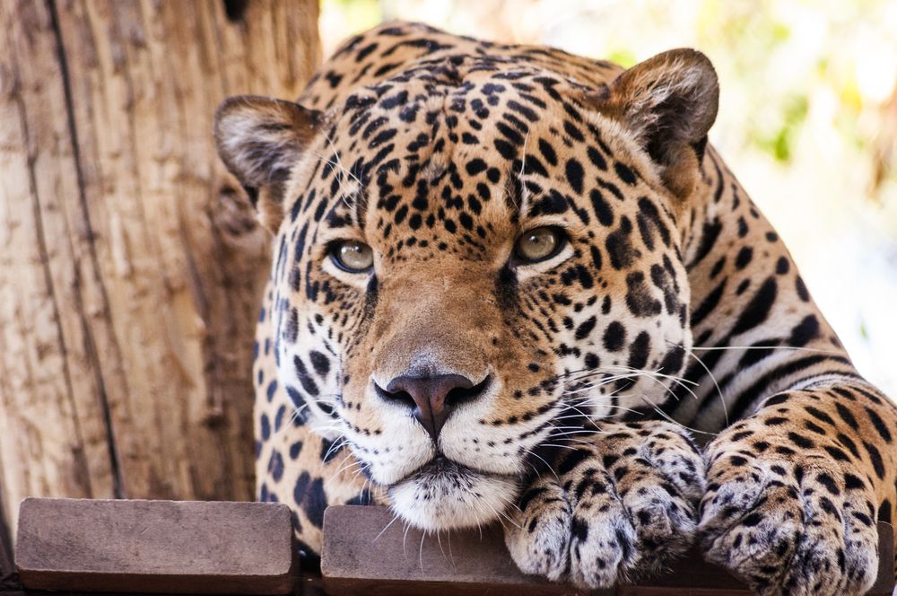 A leopard in Phoenix Zoo