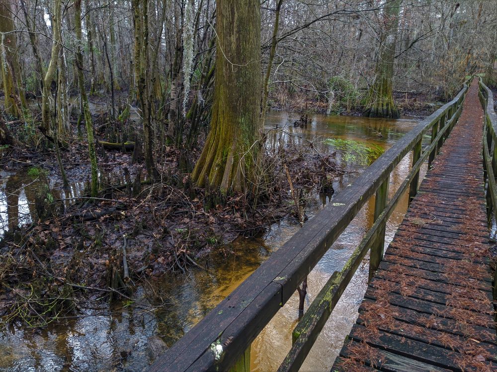 A wooden bridge trail at Williamson Park