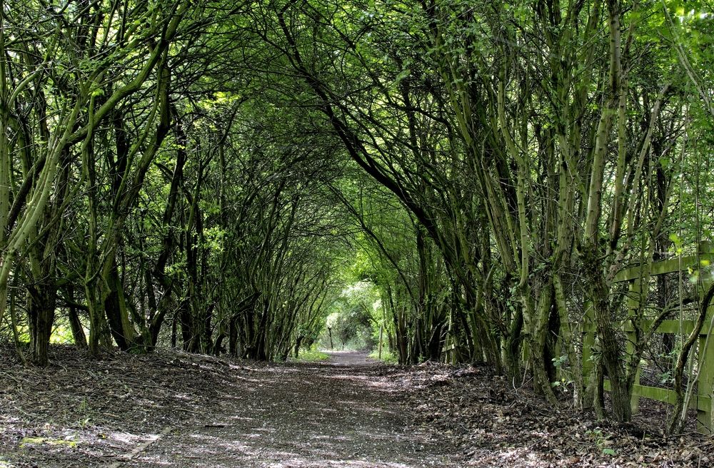 Scenic hall of trees at Potteric Carr Nature Reserve