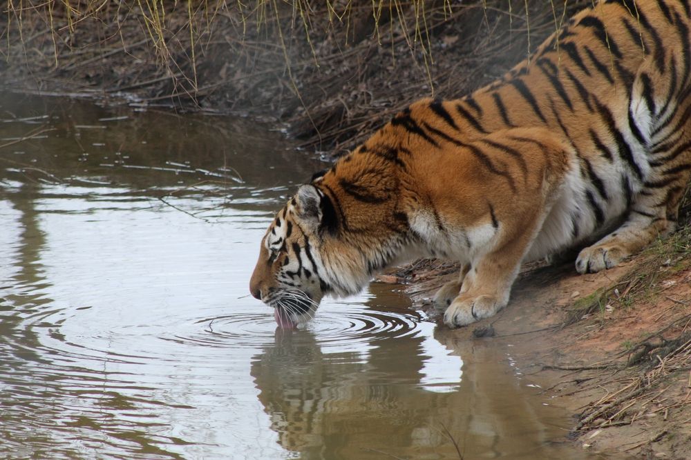 A tiger in Yorkshire Wildlife Park