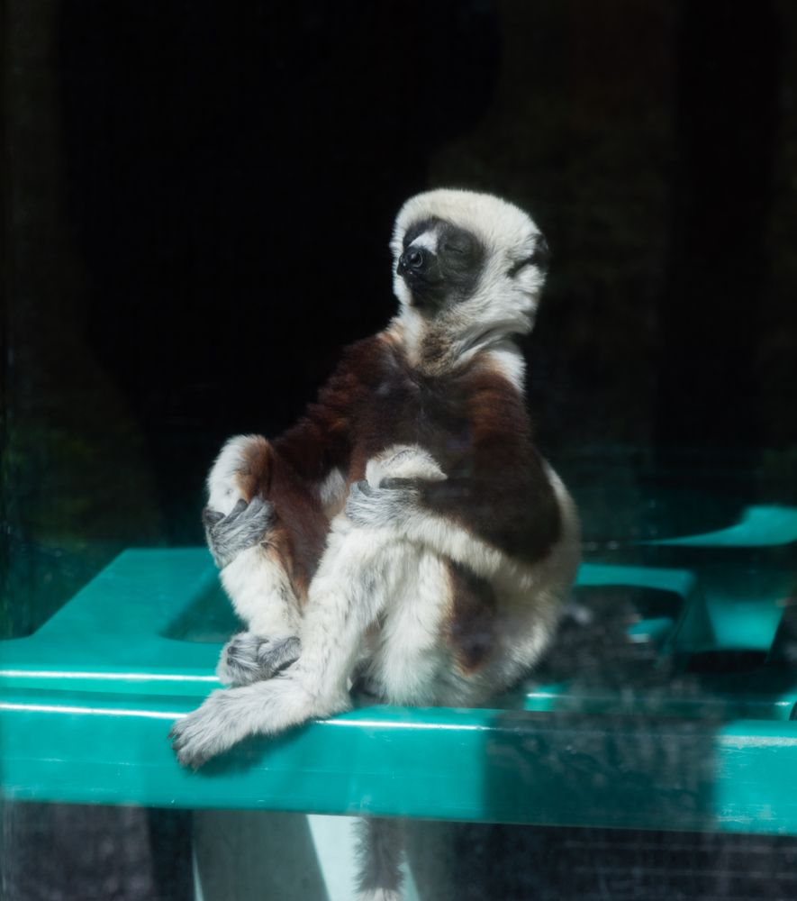 A meditating sifaka lemur at Duke Lemur Center