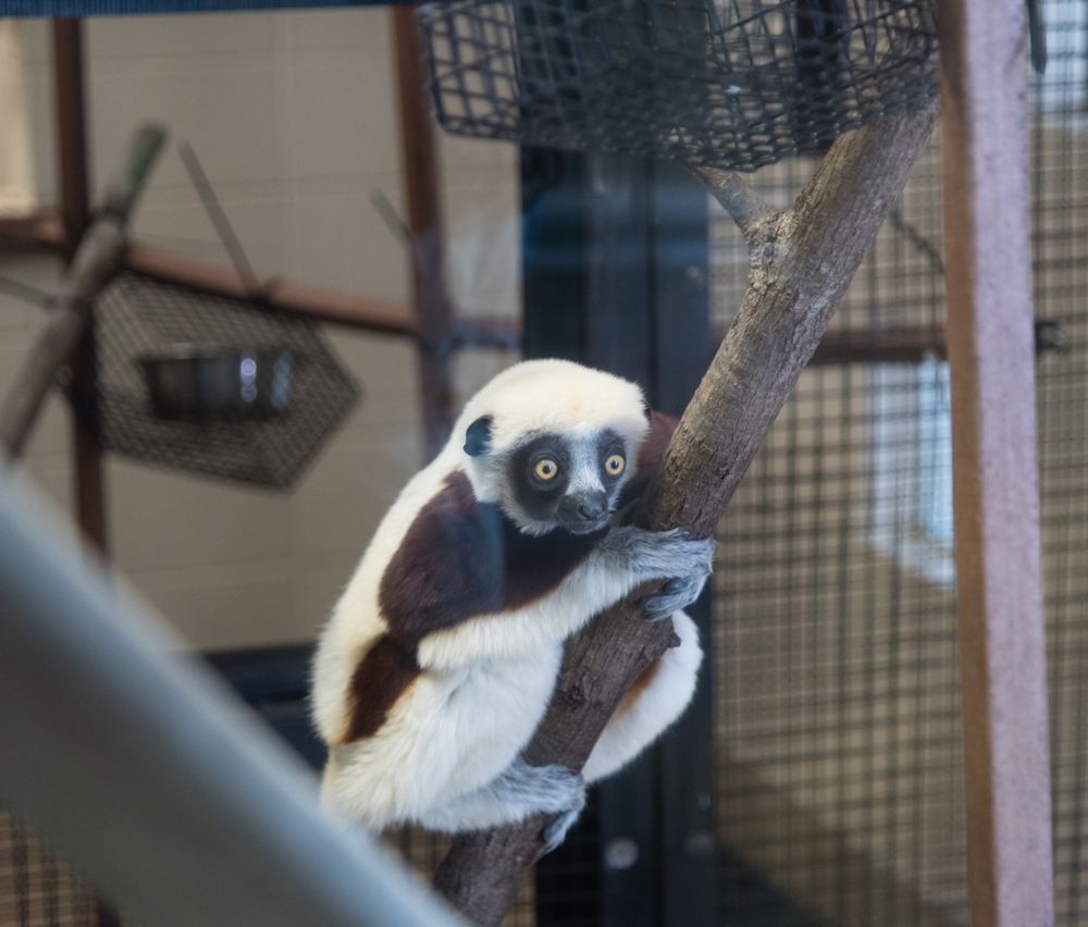 A sifaka lemur at Duke Lemur Center