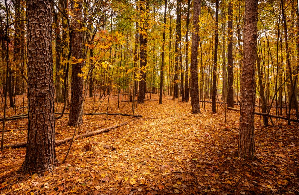 Woods area of Eno River State Park