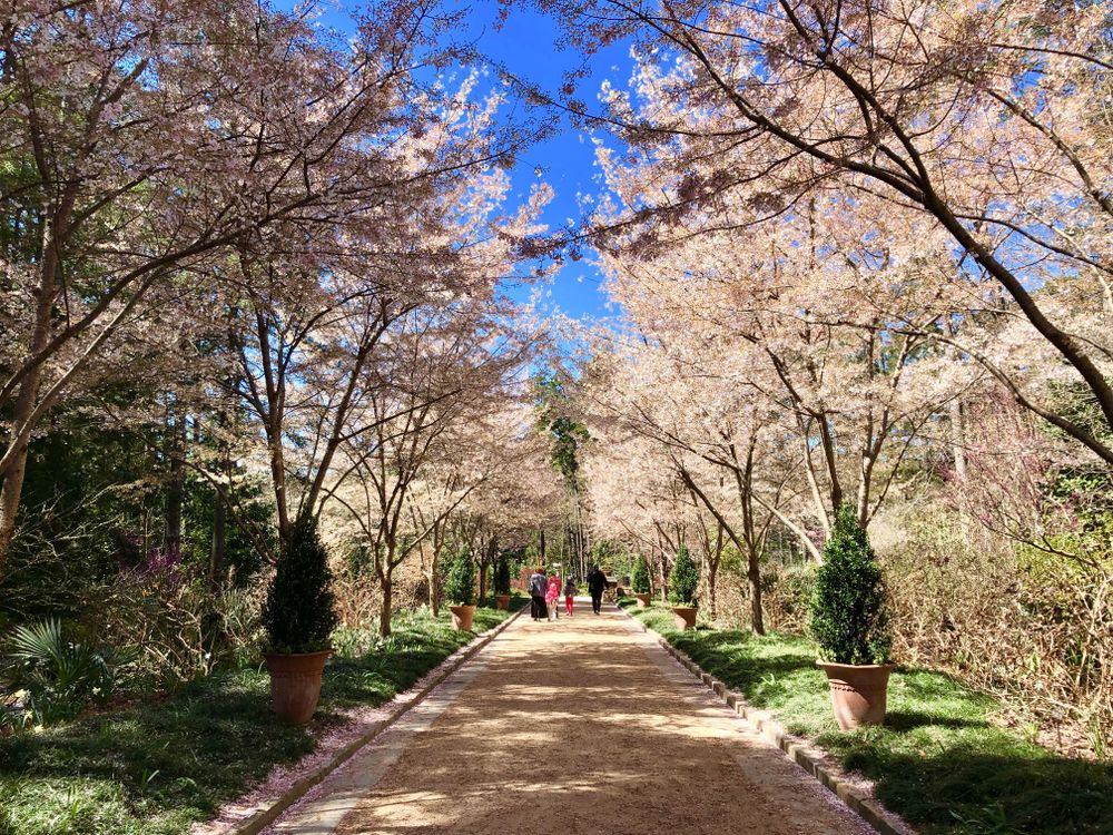 Cherry blossom trees at Sarah P. Duke Gardens
