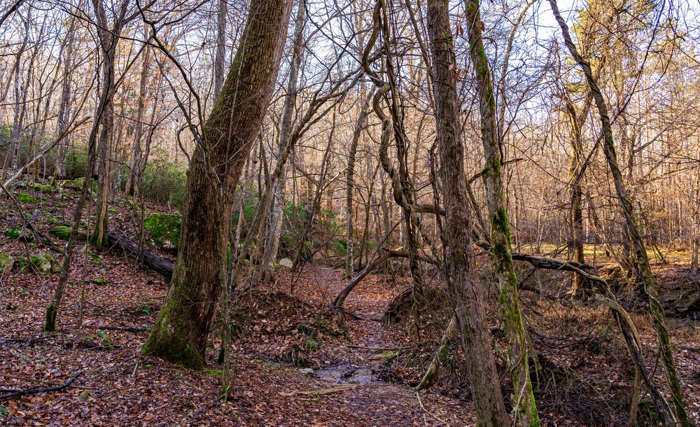 Nature trail of West Point on the Eno