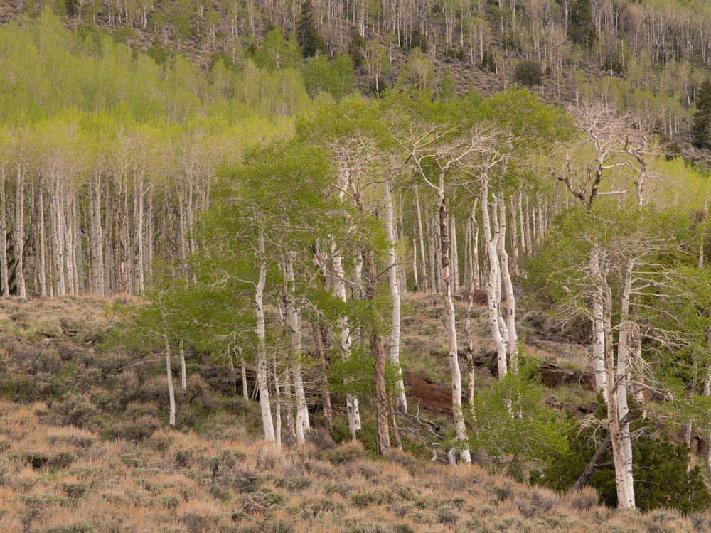 Aspen tree forest at Fishlake National Forest