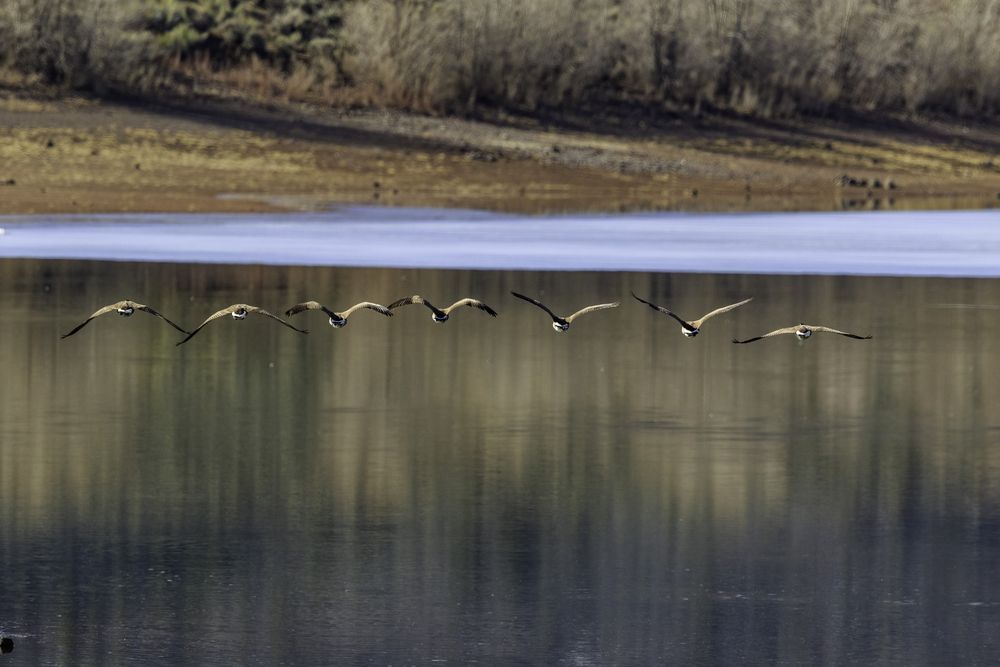 Birds flying over Fishlake National Forest's reservoir