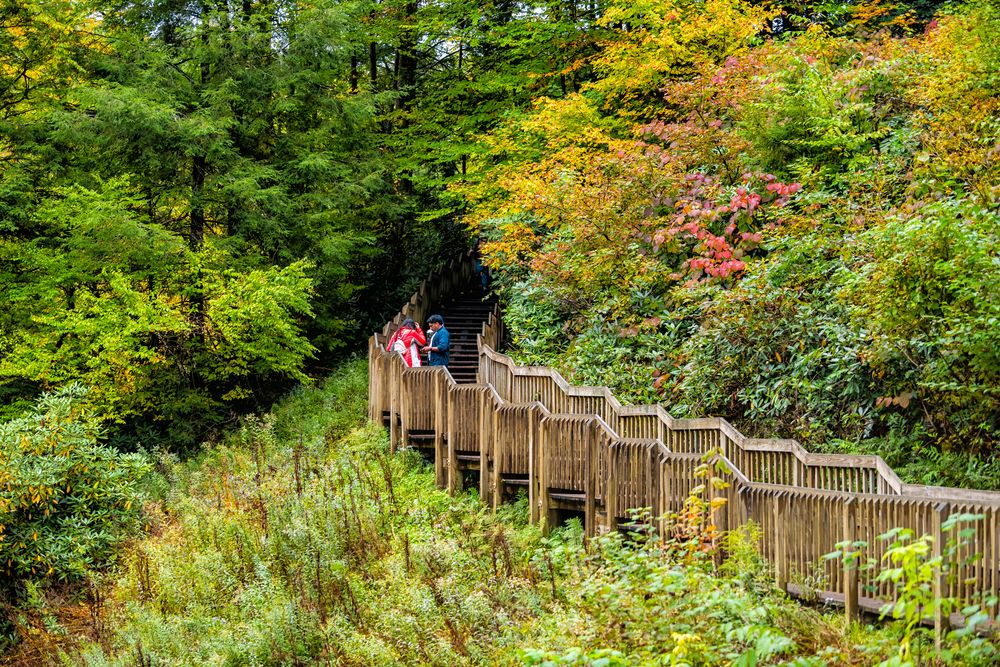 People walking along Blackwater Falls State Park's trail