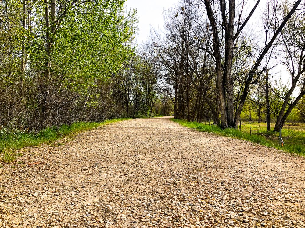 A pathway lined with trees at Boise River Greenbelt