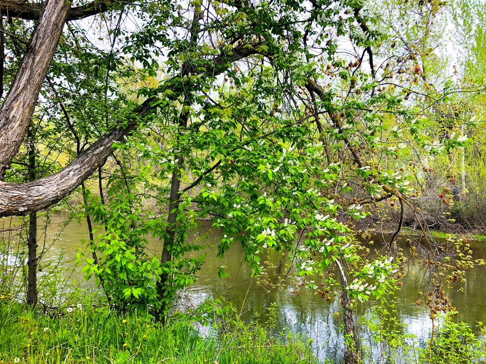 The river at Boise River Greenbelt