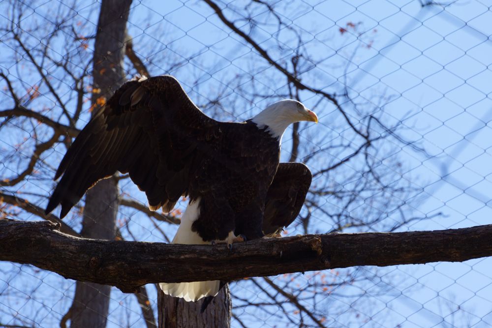 An eagle spreading its wings at Potter Park Zoo.