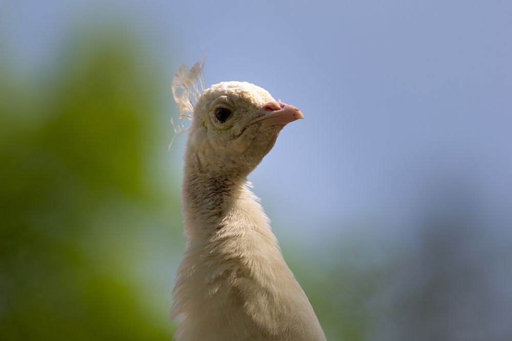 An albino peacock at Potter Park Zoo.