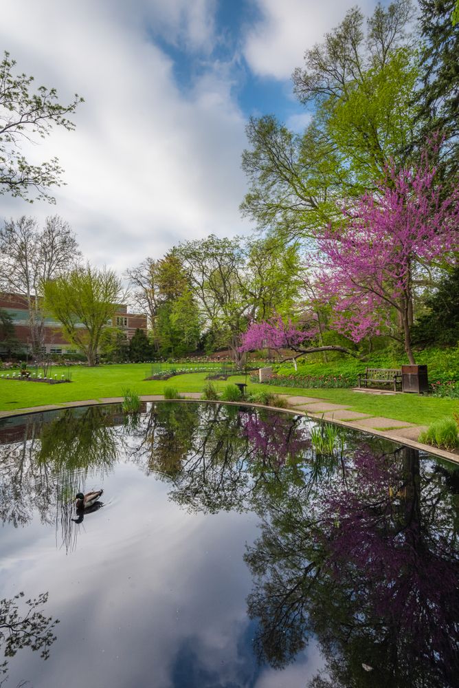A duck on the pond of WJ Beal Botanical Garden.