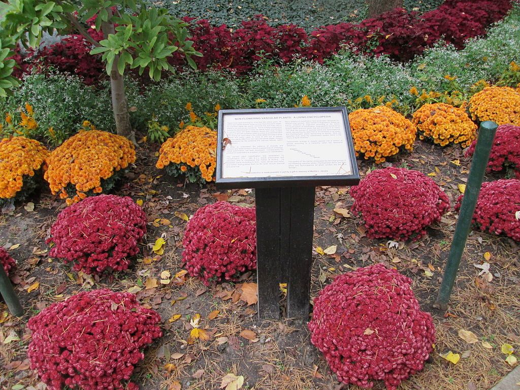Colorful flowers on the ground at WJ Beal Botanical Garden.