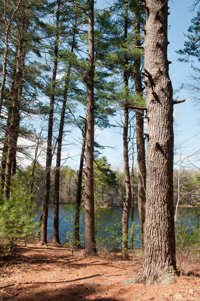 The grounds of Harold Parker State Forest