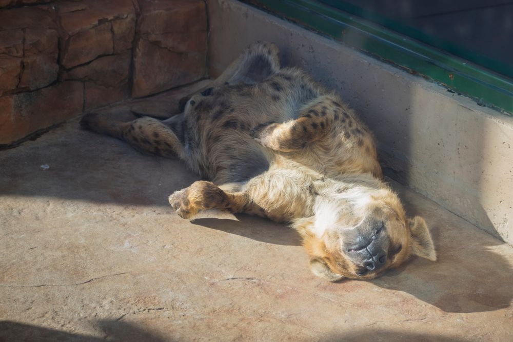 A sleeping hyena at Irvine Park Zoo