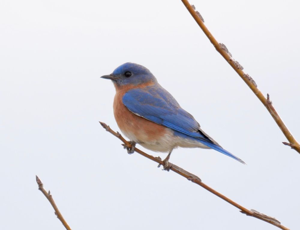 A bird perched on a tree at Pine Meadows Conservation Area