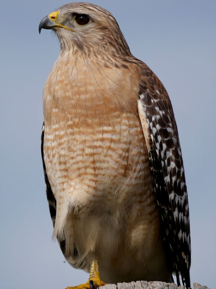 A hawk at Pine Meadows Conservation Area