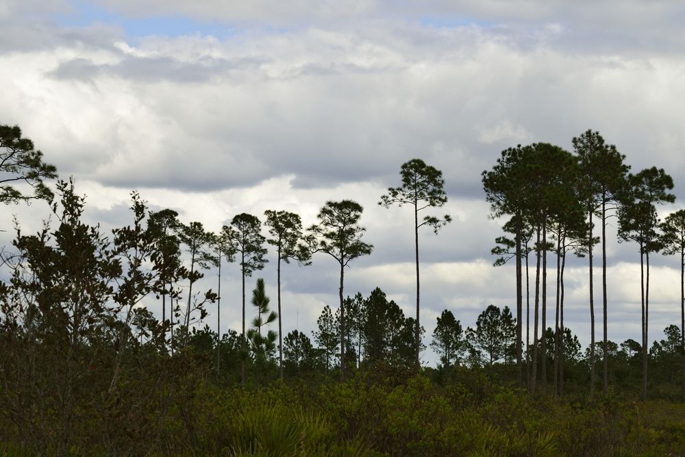 Nature view at Seminole State Forest