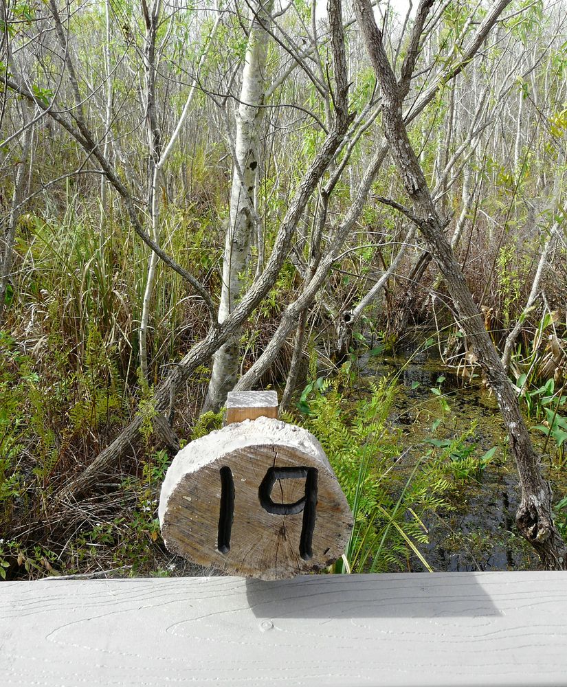 Numbered markers along Trout Lake Nature Center's boardwalk