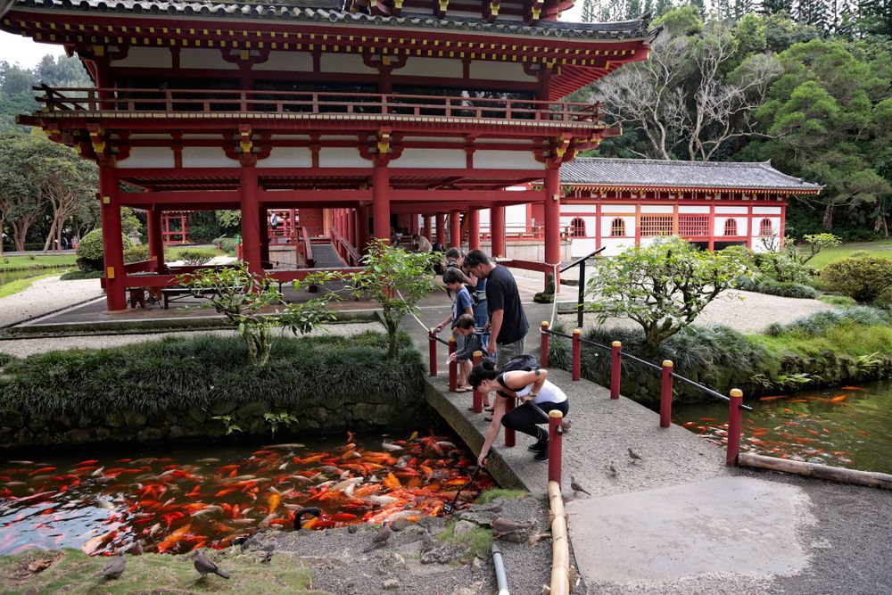 Koi pond at the Byodo-In Temple