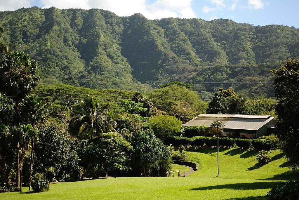Lush greenery at Lyon Arboretum