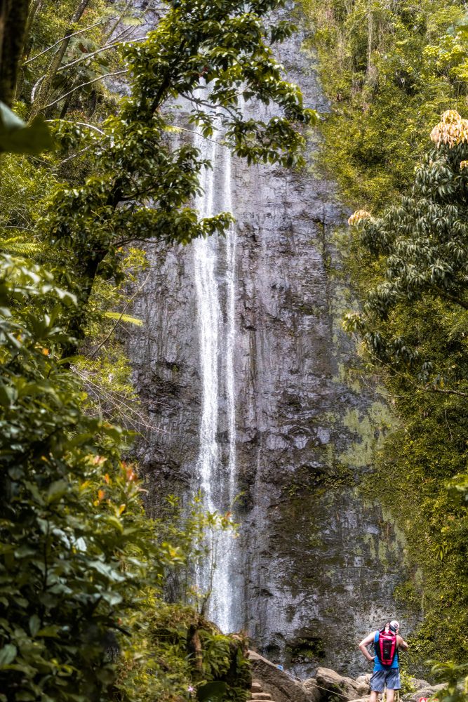 The waters of Manoa Falls