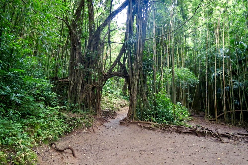 Trees along Manoa Falls Trail