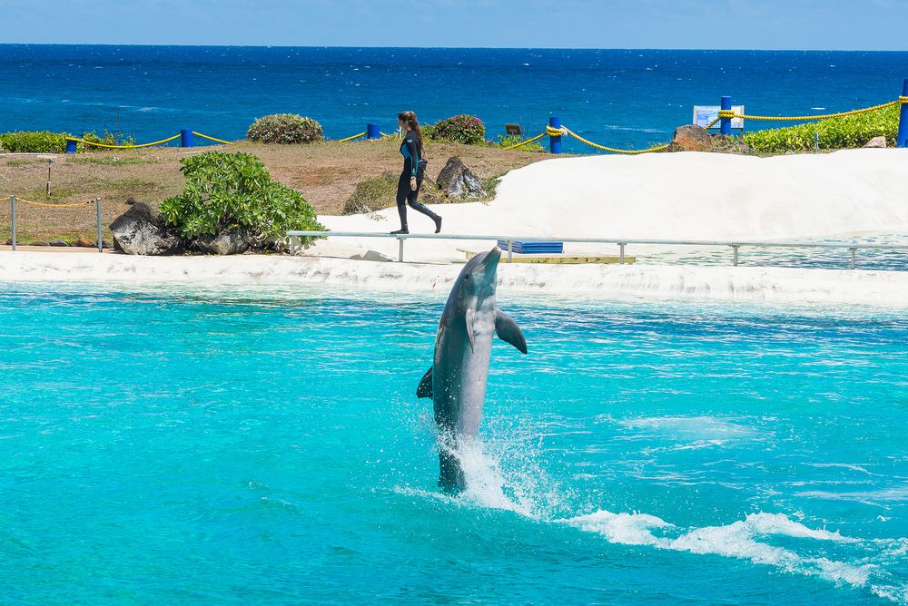 A cute dolphin at Sea Life Park Hawaii