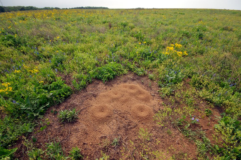 The grounds of Attwater Prairie Chicken National Wildlife Refuge