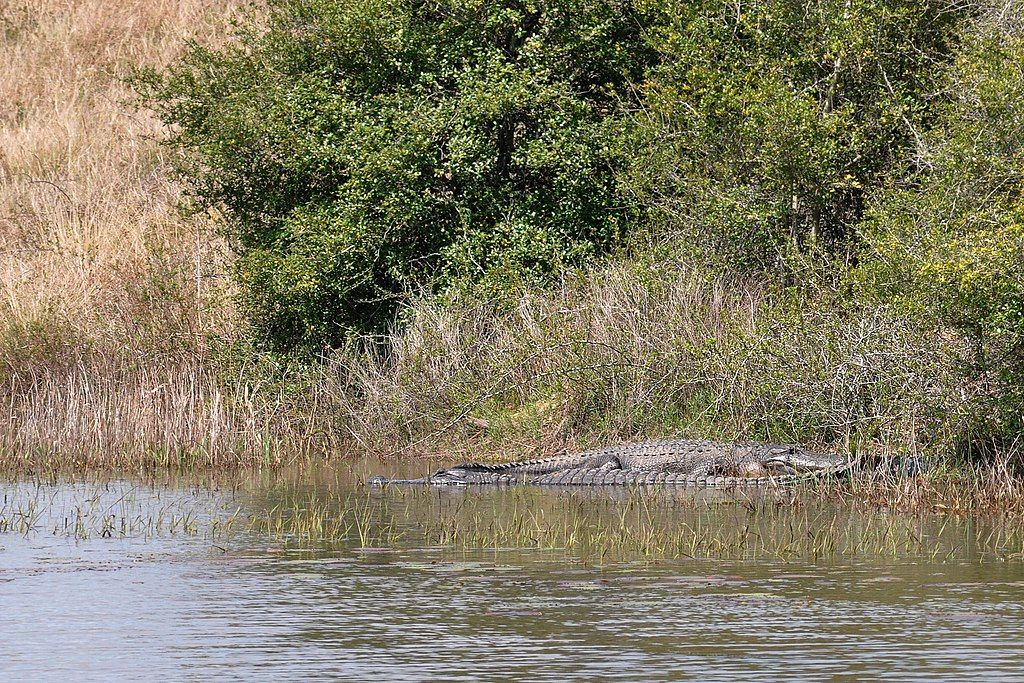 Alligators at Attwater Prairie Chicken National Wildlife Refuge