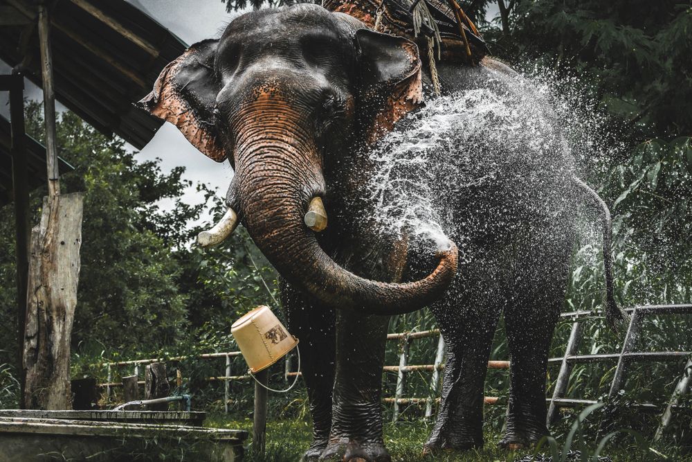 Elephant Valley in Chiang Rai, Thailand