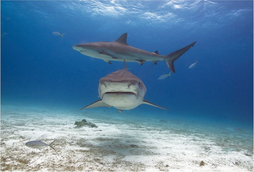 Two sharks at Guadalupe Island