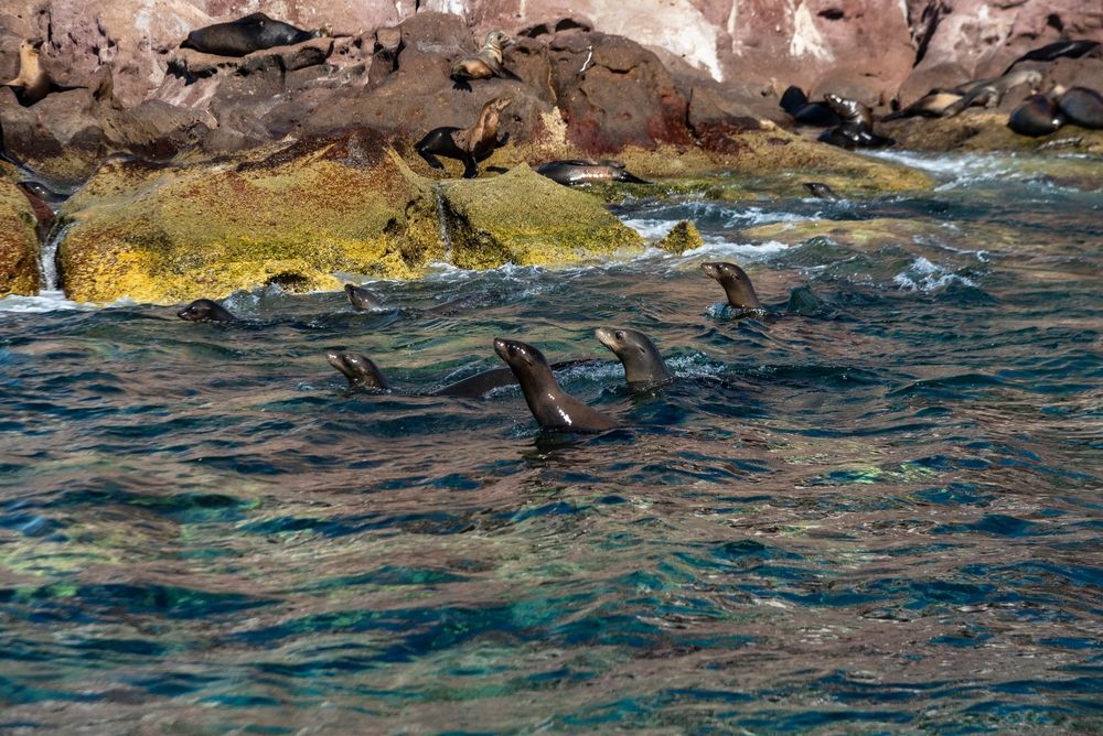 Sea lions swimming at La Lobera