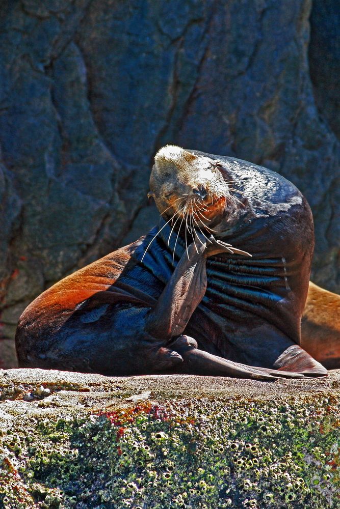 A sea lion on the shore of La Lobera