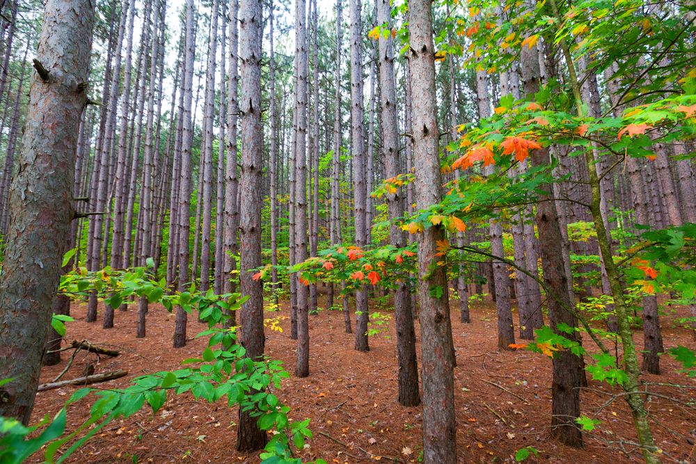 Pine forest along Pierce Stocking Scenic Drive