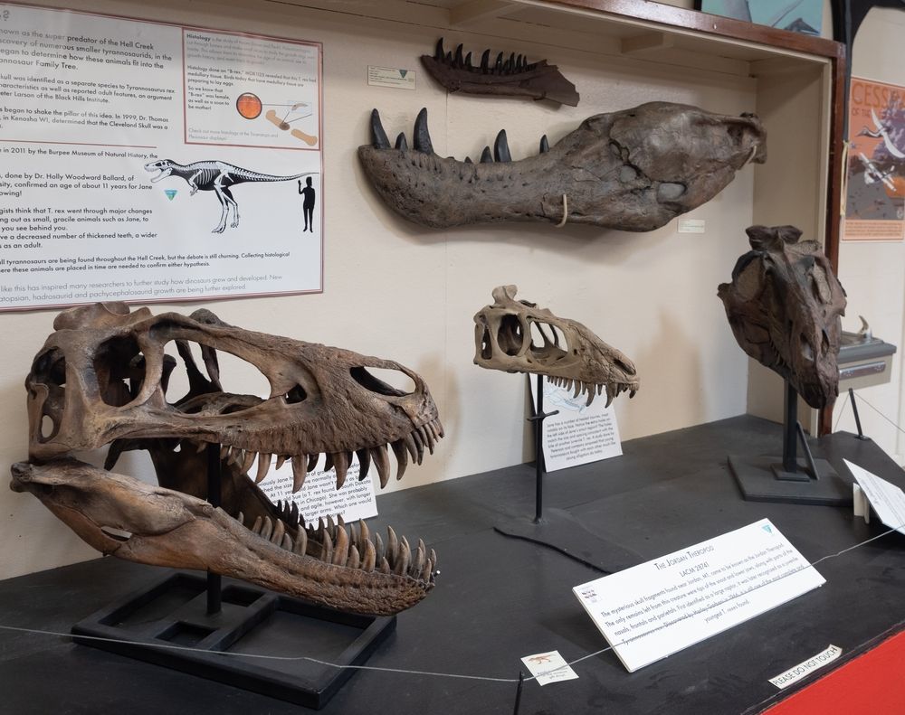 Exhibit in Carter County Museum