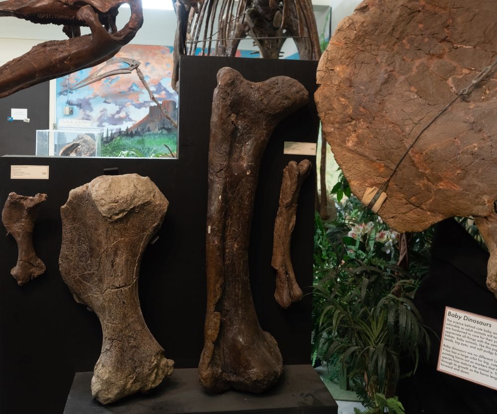 Dinosaur bones in Carter County Museum