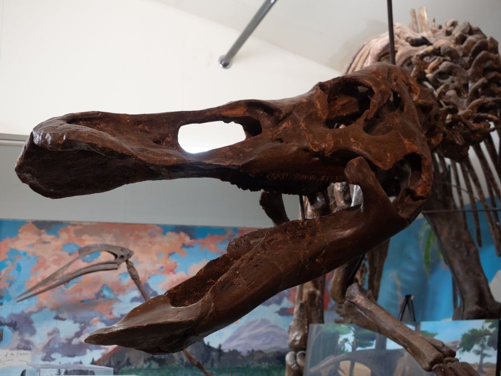 Dinosaur skull in Carter County Museum