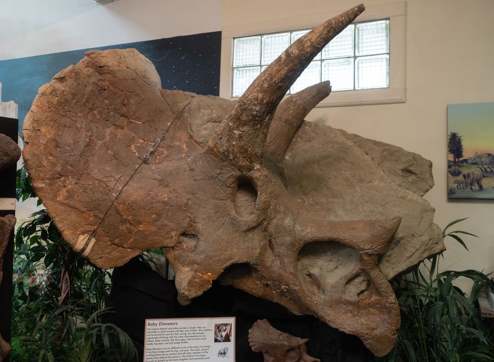 Triceratops skull in Carter County Museum