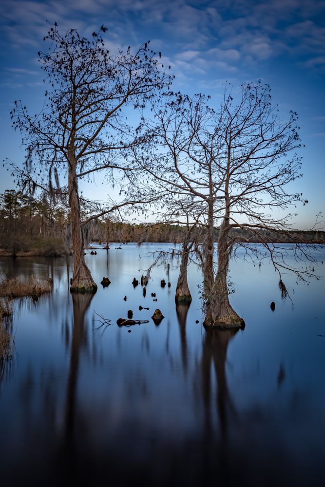 Trees on Singletary Lake State Park's water