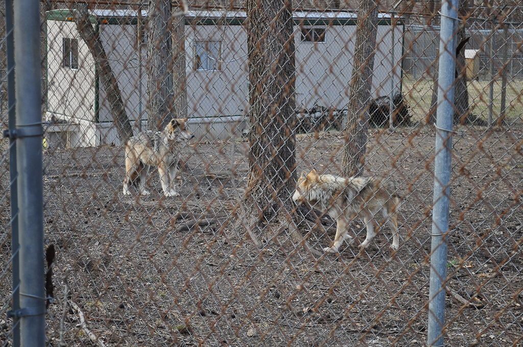Two Mexican gray wolves inside a cage at Endangered Wolf Center.