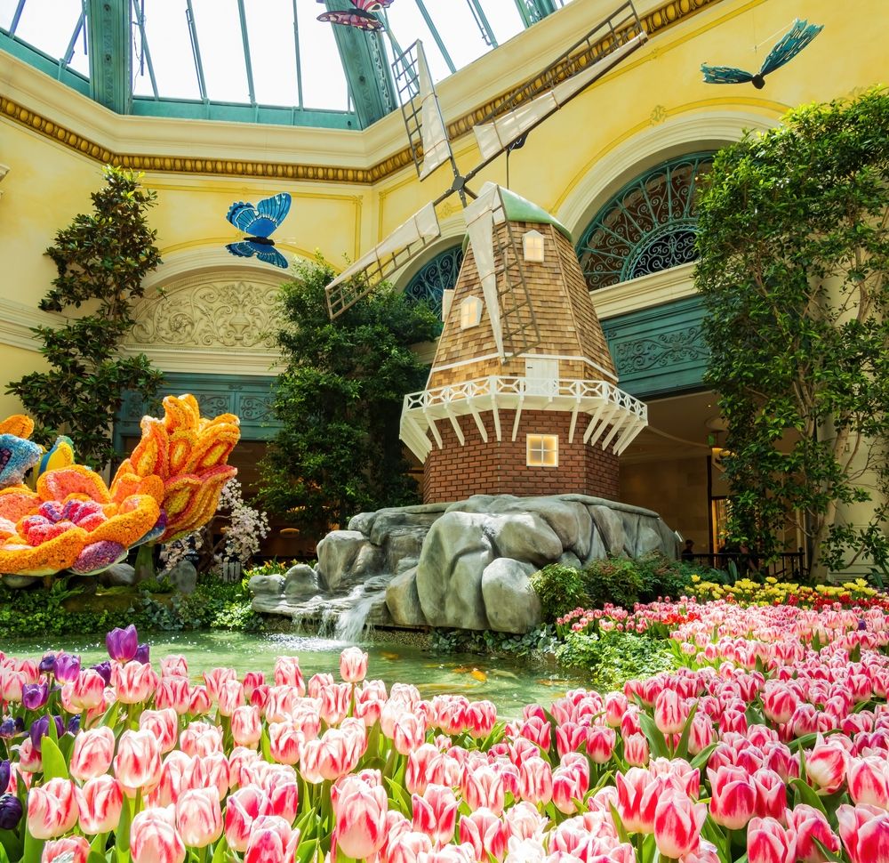 Pretty tulips in the Bellagio Conservatory & Botanical Garden