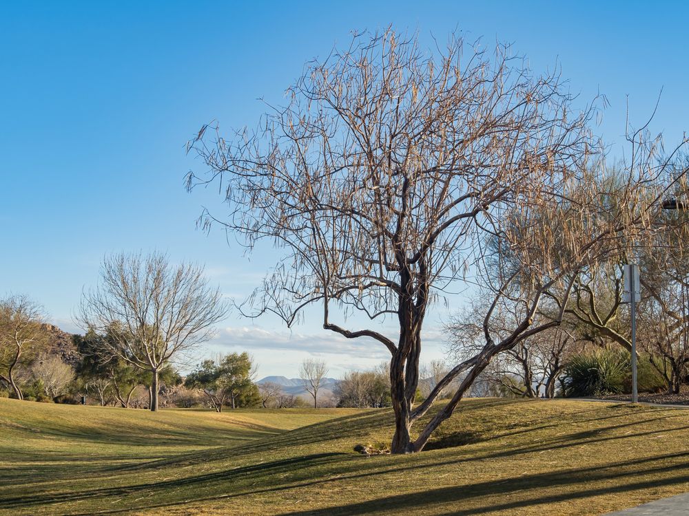 Landscape of Exploration Peak Park