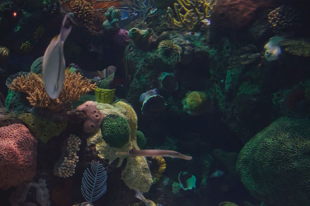 Fish of Silverton Aquarium