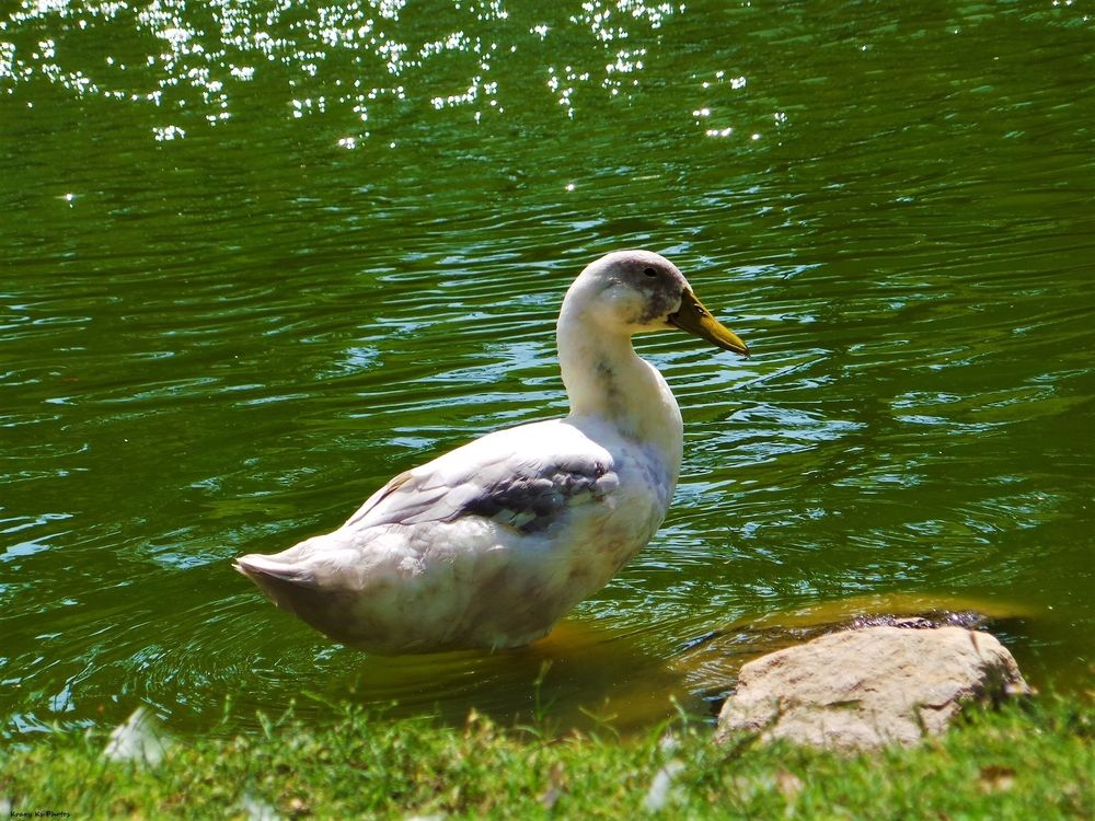 A duck at Government Springs Park