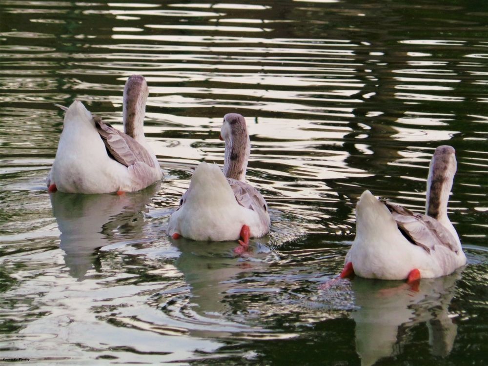 Ducks on Government Springs Park pond