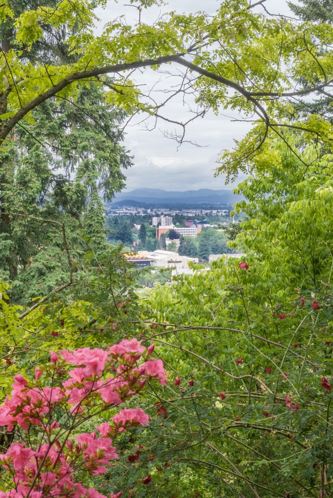 Skyline view from Hendricks Park