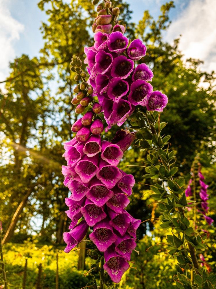 Vibrant flowers at Hendricks Park
