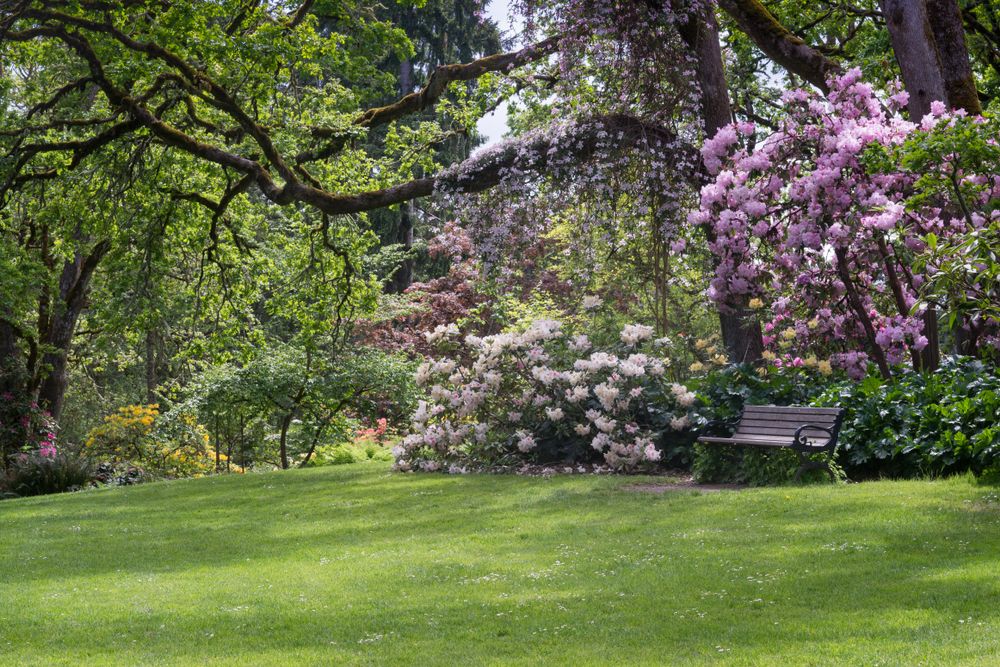 Bench surrounded with flowers at Hendricks Park
